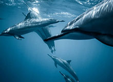 开云官网-球员参加澳网将接受14天隔离 训练搭档限定人数